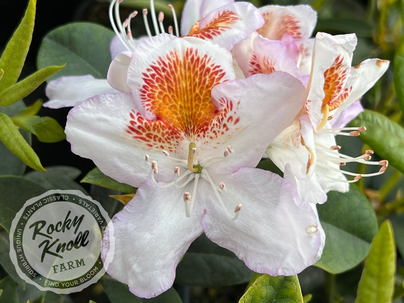 Mrs. T.H. Lowinsky plant from Rocky Knoll Farm