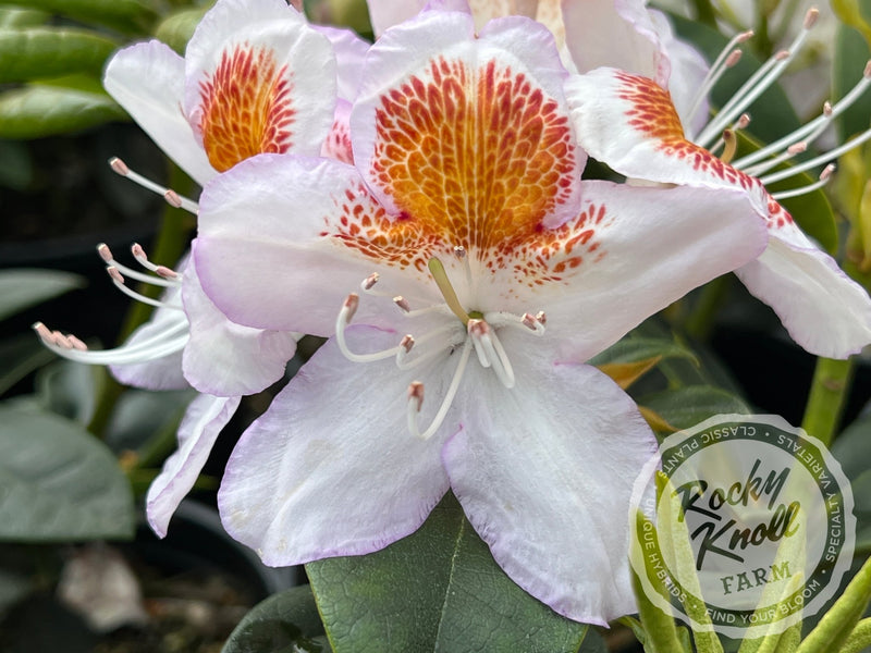 Mrs. T.H. Lowinsky plant from Rocky Knoll Farm