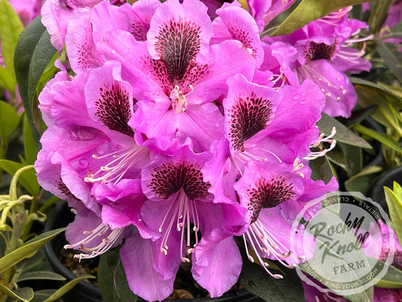 Abe Arnott plant from Rocky Knoll Farm