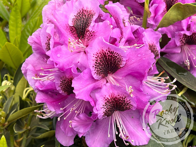 Abe Arnott plant from Rocky Knoll Farm