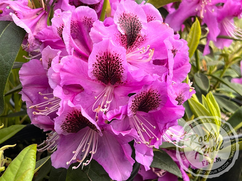 Abe Arnott plant from Rocky Knoll Farm