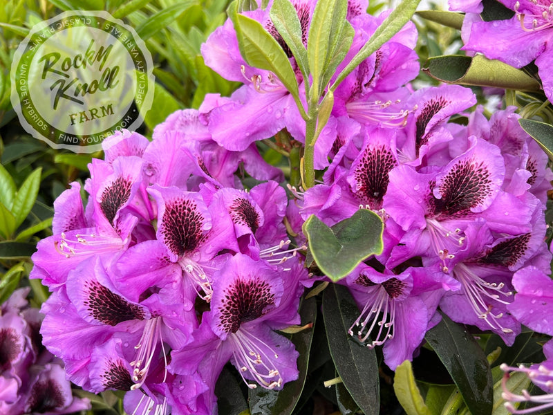 Abe Arnott plant from Rocky Knoll Farm