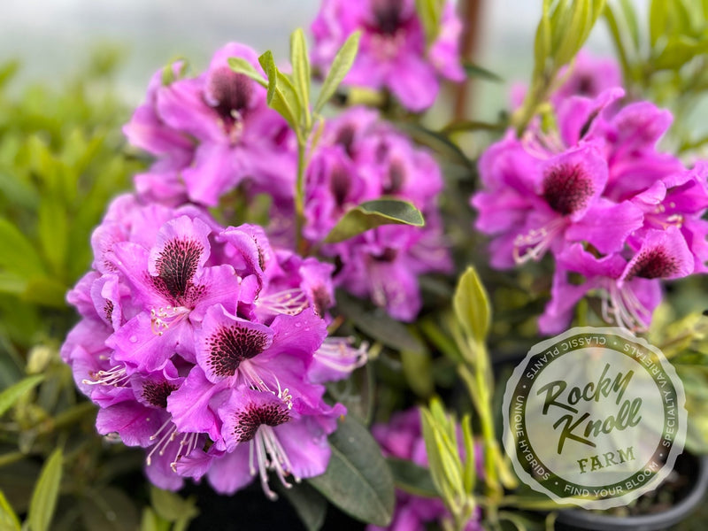 Abe Arnott plant from Rocky Knoll Farm