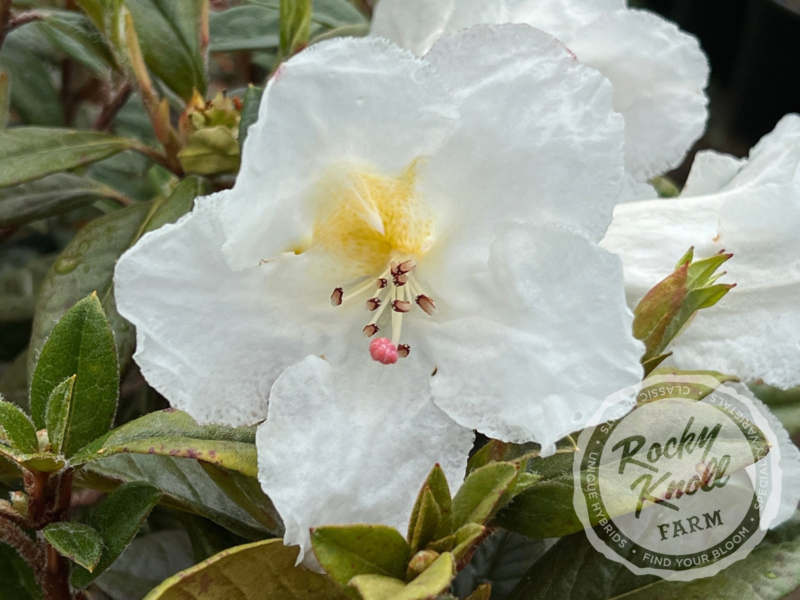 IMG_1960-342326_1600x.jpg?v=