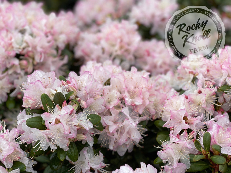 Pikeland plant from Rocky Knoll Farm