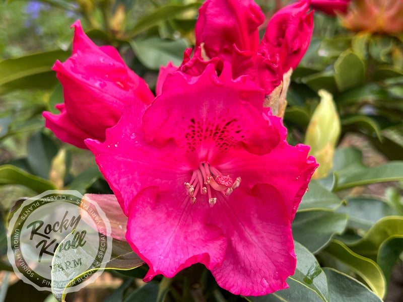 Great Balls of Fire plant from Rocky Knoll Farm