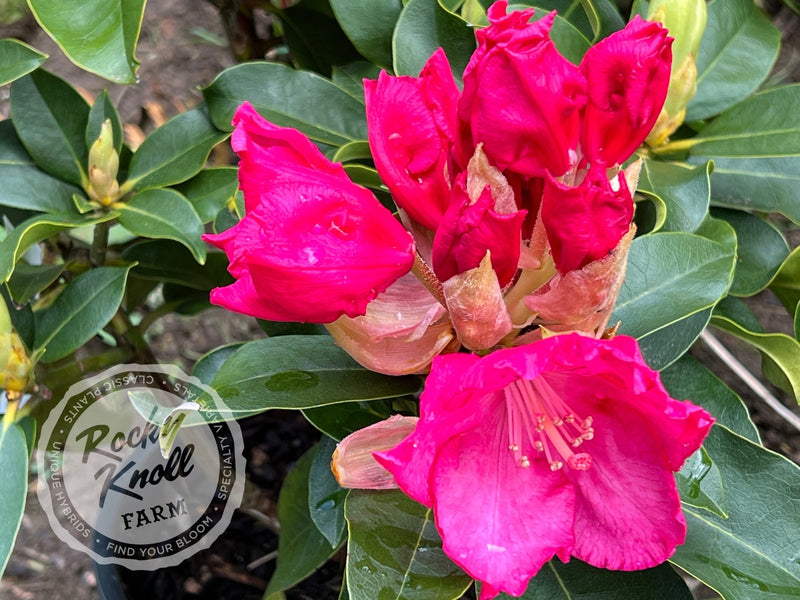 Great Balls of Fire plant from Rocky Knoll Farm