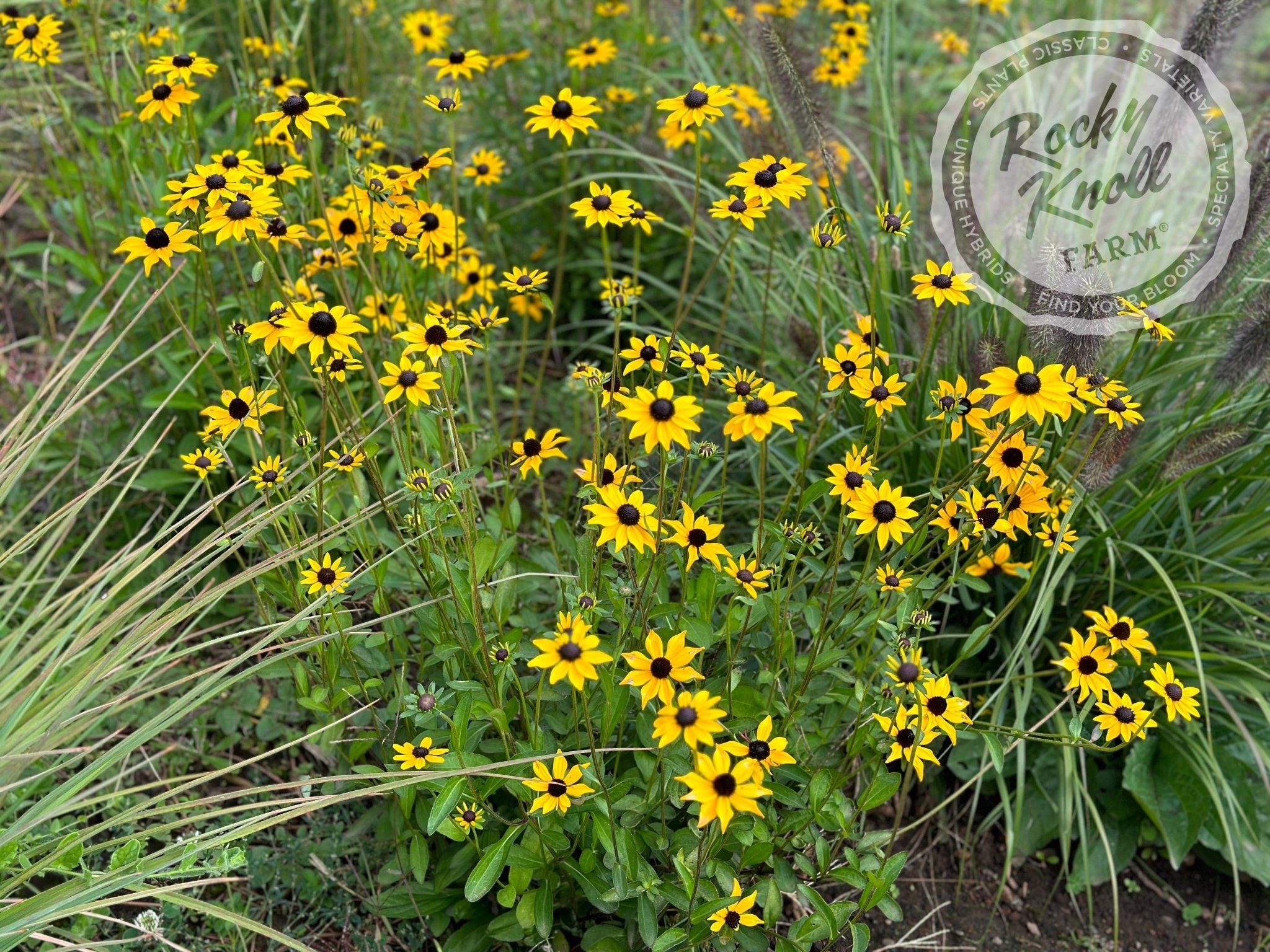 Black Eyed Susan Rudbeckia Fulgida Goldstrum Rocky Knoll Farm black-eyed-susan-rudbeckia-fulgida-goldstrum-rocky-knoll-farm