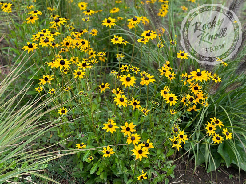 Black-Eyed Susan - Rudbeckia fulgida 'Goldstrum' plant from Rocky Knoll Farm