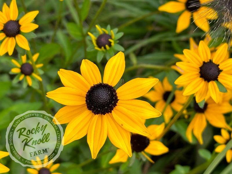 Black-Eyed Susan - Rudbeckia fulgida 'Goldstrum' plant from Rocky Knoll Farm