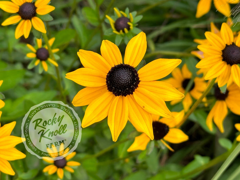 Black-Eyed Susan - Rudbeckia fulgida 'Goldstrum' plant from Rocky Knoll Farm