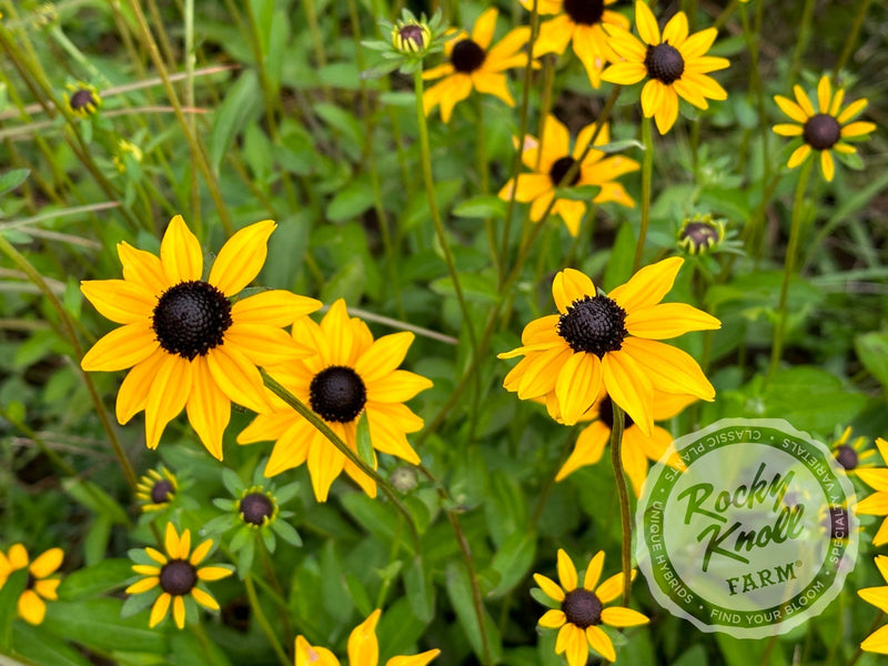 Black-Eyed Susan - Rudbeckia fulgida 'Goldstrum' plant from Rocky Knoll Farm