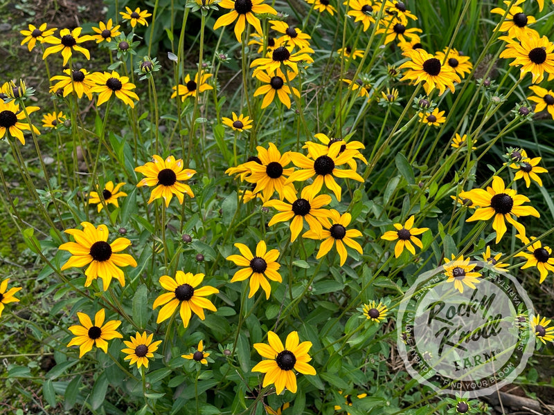 Black-Eyed Susan - Rudbeckia fulgida 'Goldstrum' plant from Rocky Knoll Farm