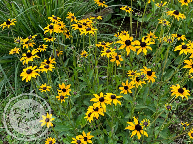 Black-Eyed Susan - Rudbeckia fulgida 'Goldstrum' plant from Rocky Knoll Farm