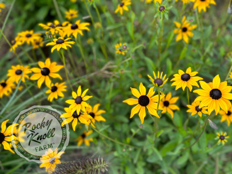 Black-Eyed Susan - Rudbeckia fulgida 'Goldstrum' plant from Rocky Knoll Farm