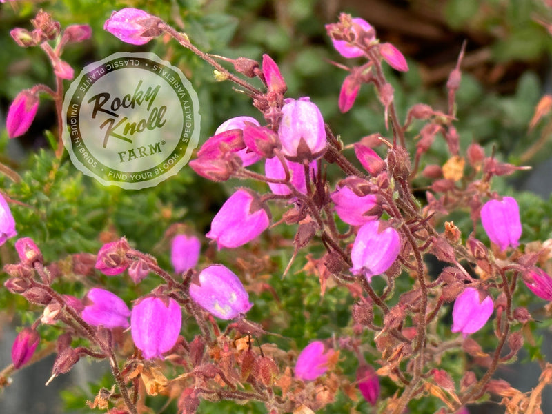 St. Dabeoc's Irish Heath - Daboecia cantabrica plant from Rocky Knoll Farm