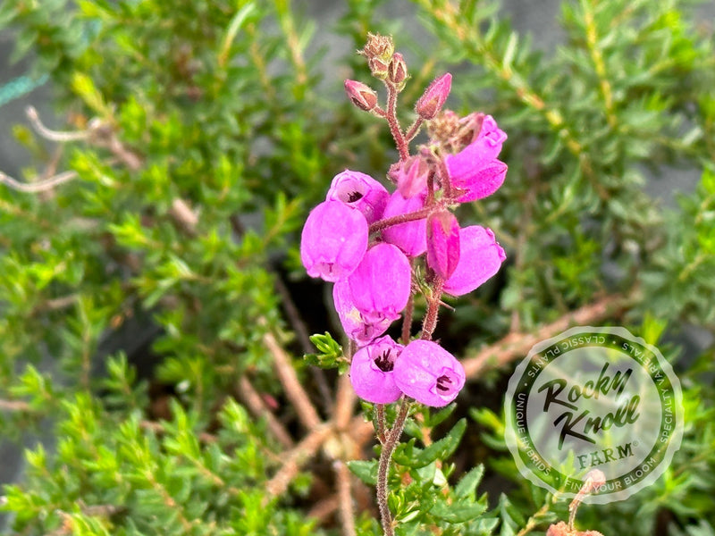 St. Dabeoc's Irish Heath - Daboecia cantabrica plant from Rocky Knoll Farm