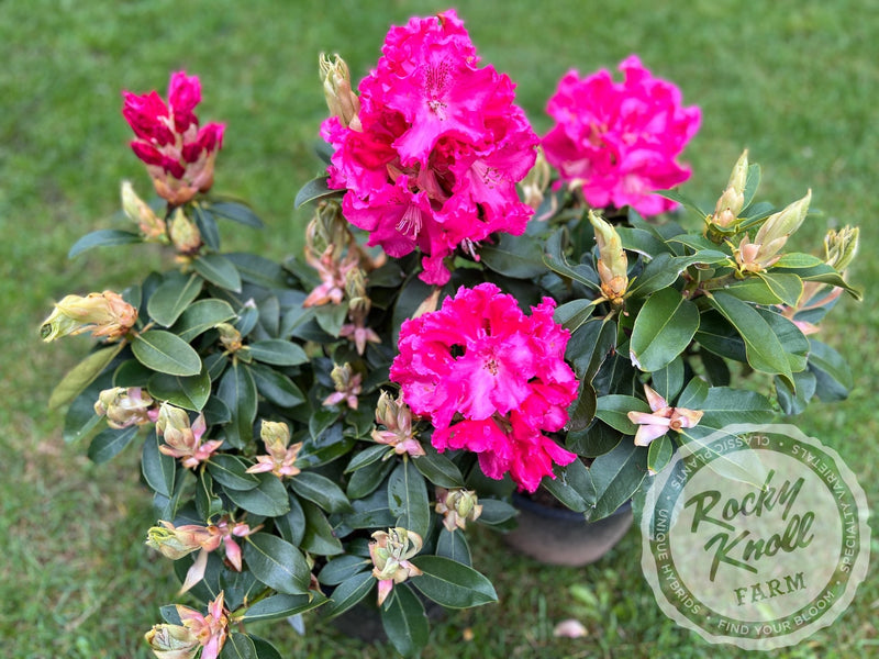 Great Balls of Fire plant from Rocky Knoll Farm