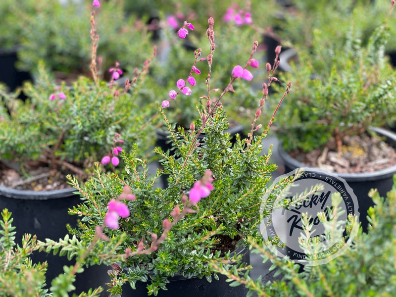 St. Dabeoc's Irish Heath - Daboecia cantabrica plant from Rocky Knoll Farm