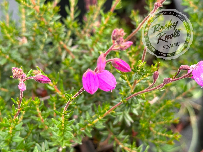 St. Dabeoc's Irish Heath - Daboecia cantabrica plant from Rocky Knoll Farm