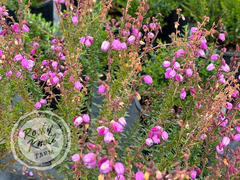 St. Dabeoc's Irish Heath - Daboecia cantabrica plant from Rocky Knoll Farm