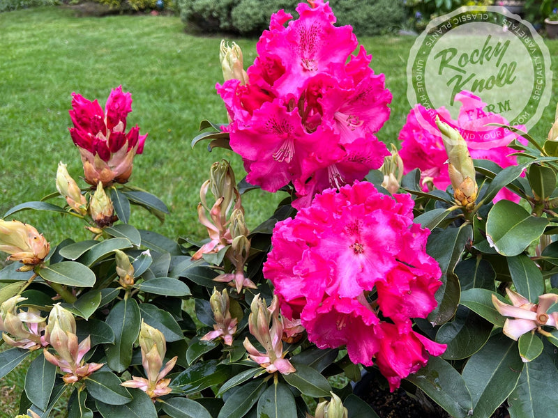 Great Balls of Fire plant from Rocky Knoll Farm