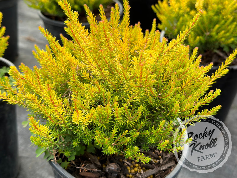 Erica Mary Helen Heath plant from Rocky Knoll Farm