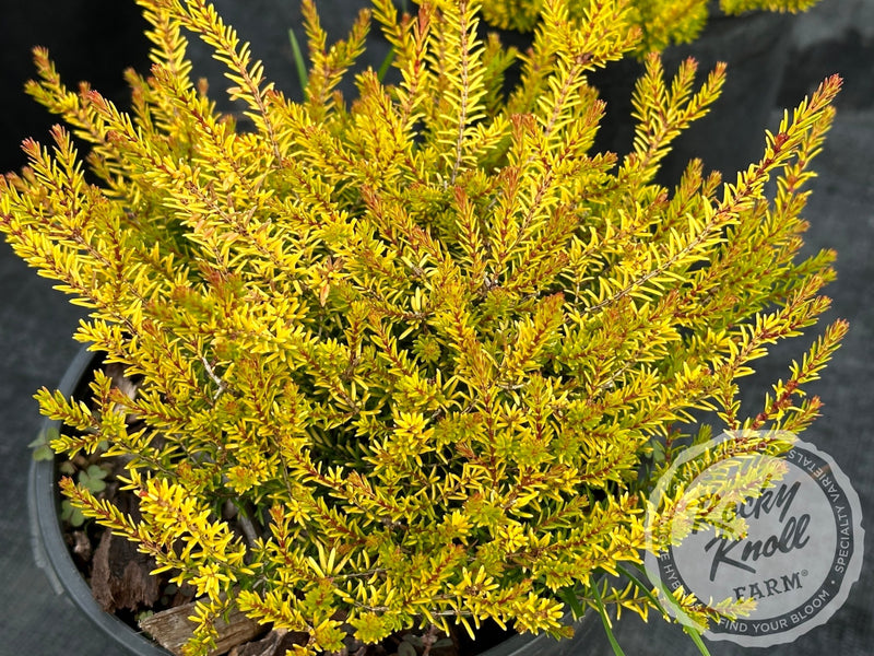 Erica Mary Helen Heath plant from Rocky Knoll Farm