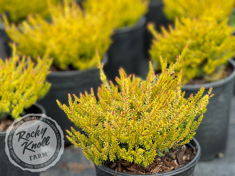 Erica Mary Helen Heath plant from Rocky Knoll Farm
