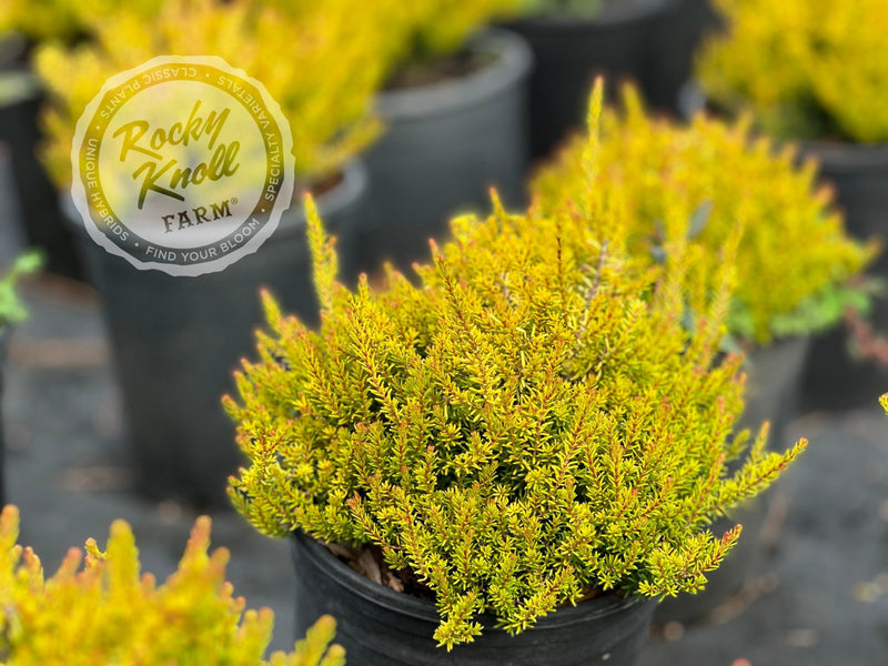 Erica Mary Helen Heath plant from Rocky Knoll Farm