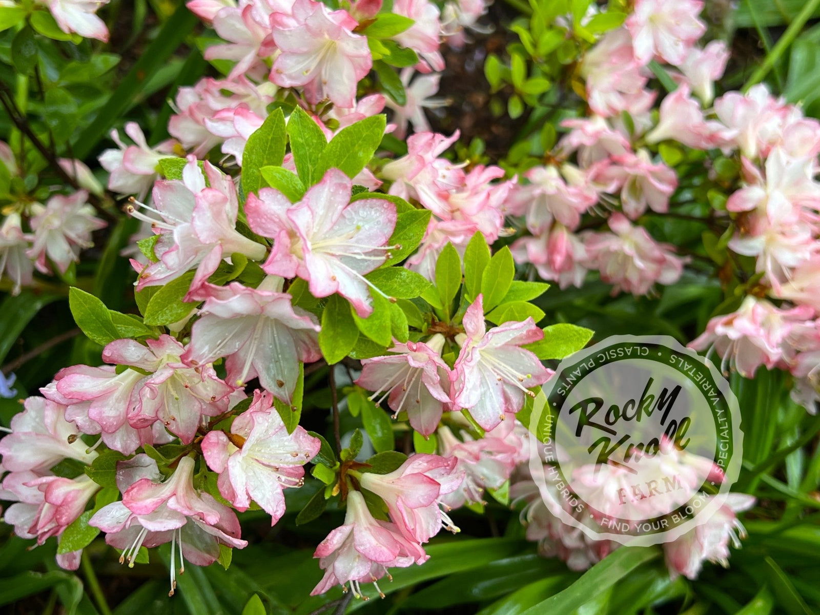 Peggy Ann - Rocky Knoll Farm