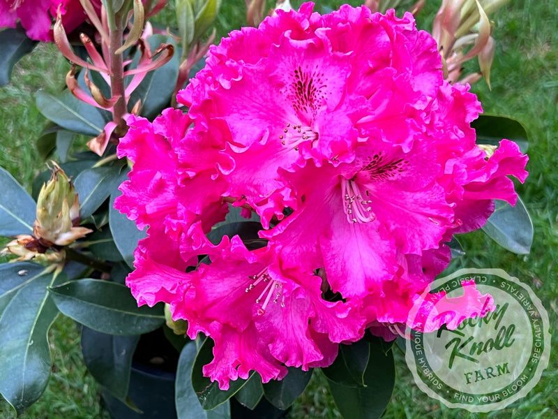 Great Balls of Fire plant from Rocky Knoll Farm
