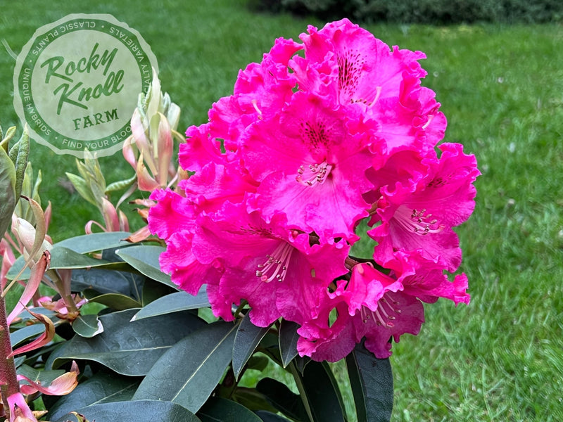 Great Balls of Fire plant from Rocky Knoll Farm