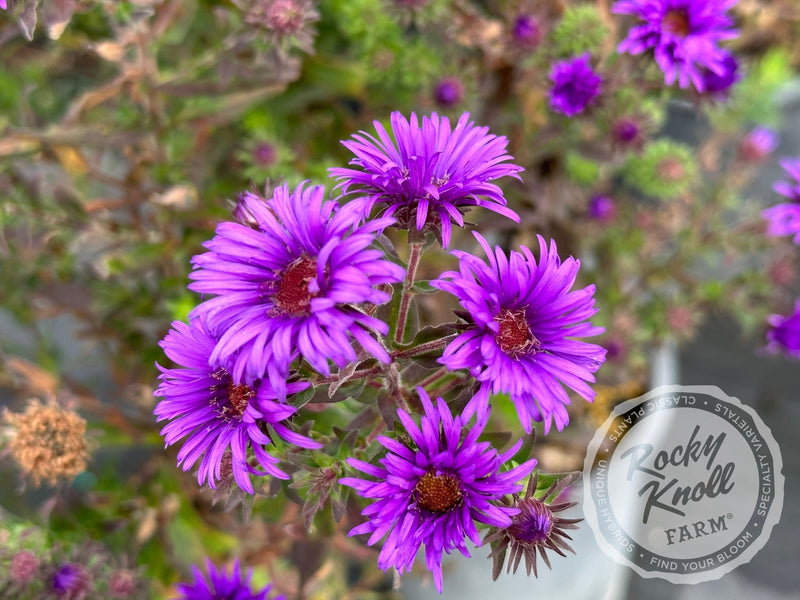 Grape Crush New England Aster plant from Rocky Knoll Farm