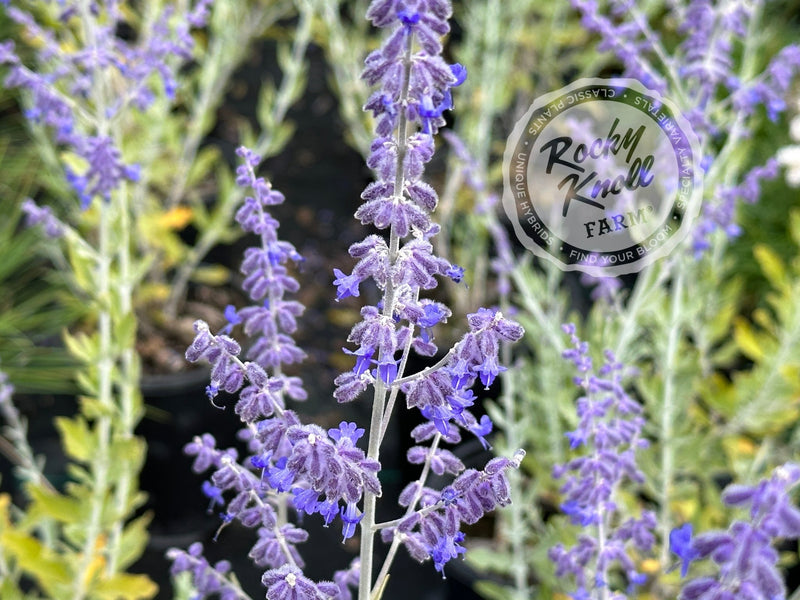 Perovskia ‘Little Spire’ Russian Sage plant from Rocky Knoll Farm