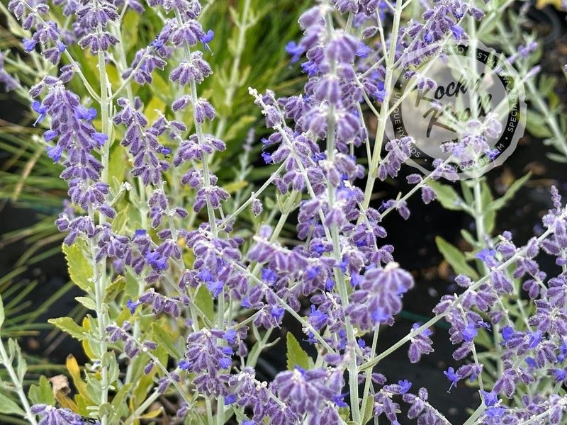 Perovskia ‘Little Spire’ Russian Sage plant from Rocky Knoll Farm