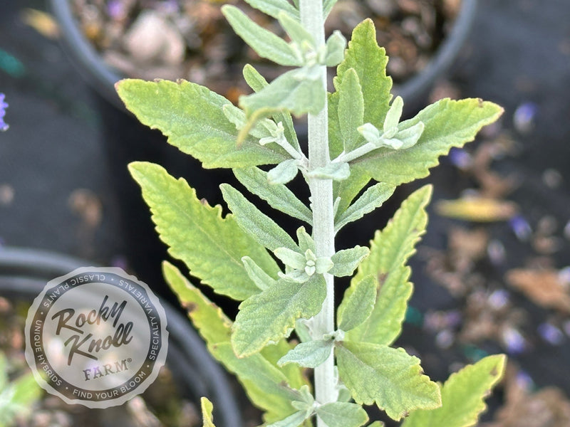 Perovskia ‘Little Spire’ Russian Sage plant from Rocky Knoll Farm