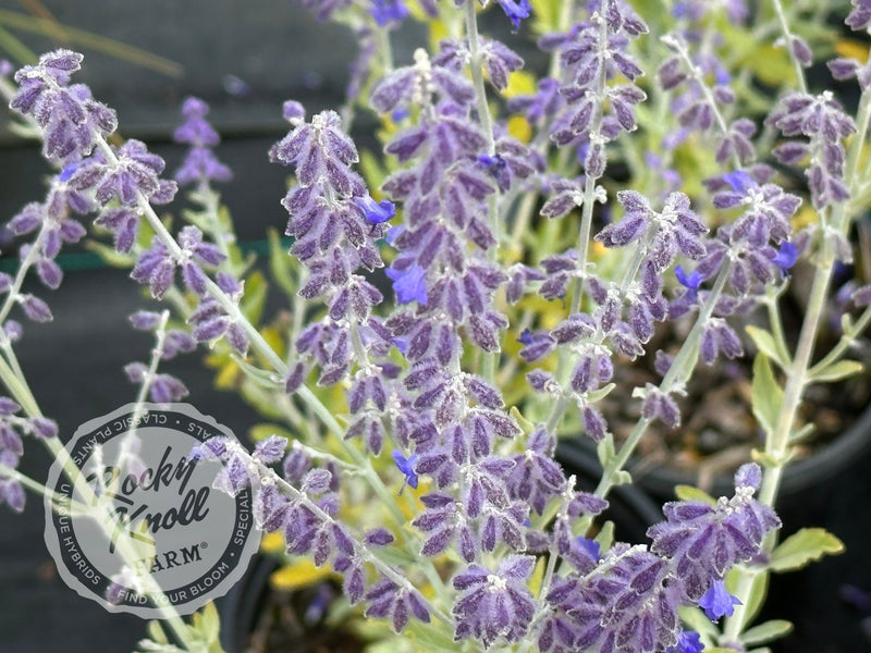 Perovskia ‘Little Spire’ Russian Sage plant from Rocky Knoll Farm