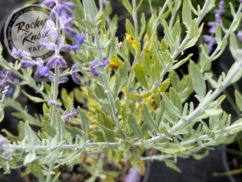 Perovskia ‘Little Spire’ Russian Sage plant from Rocky Knoll Farm