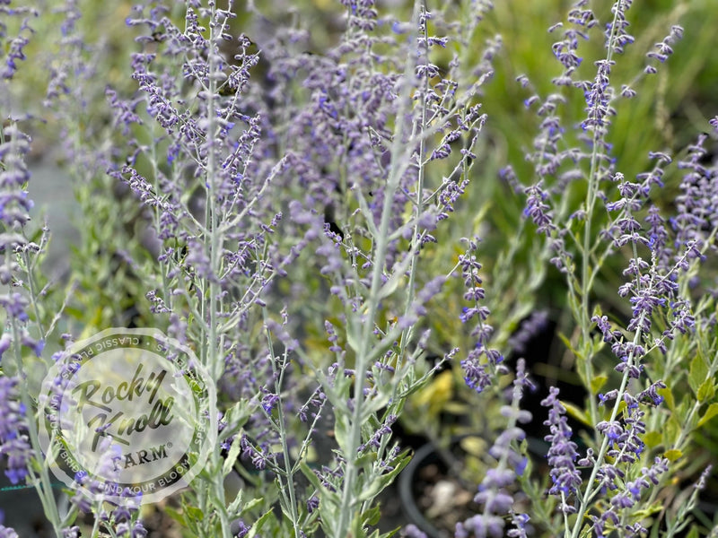 Perovskia ‘Little Spire’ Russian Sage plant from Rocky Knoll Farm
