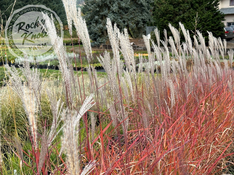 Miscanthus 'Purpurascens' Flame Grass plant from Rocky Knoll Farm