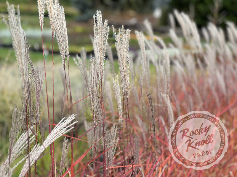 Miscanthus 'Purpurascens' Flame Grass plant from Rocky Knoll Farm