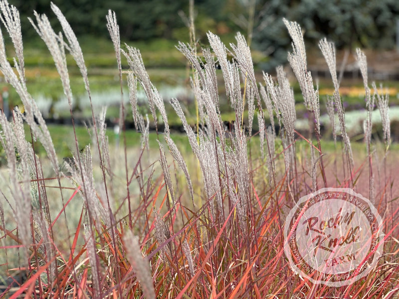 Miscanthus 'Purpurascens' Flame Grass plant from Rocky Knoll Farm