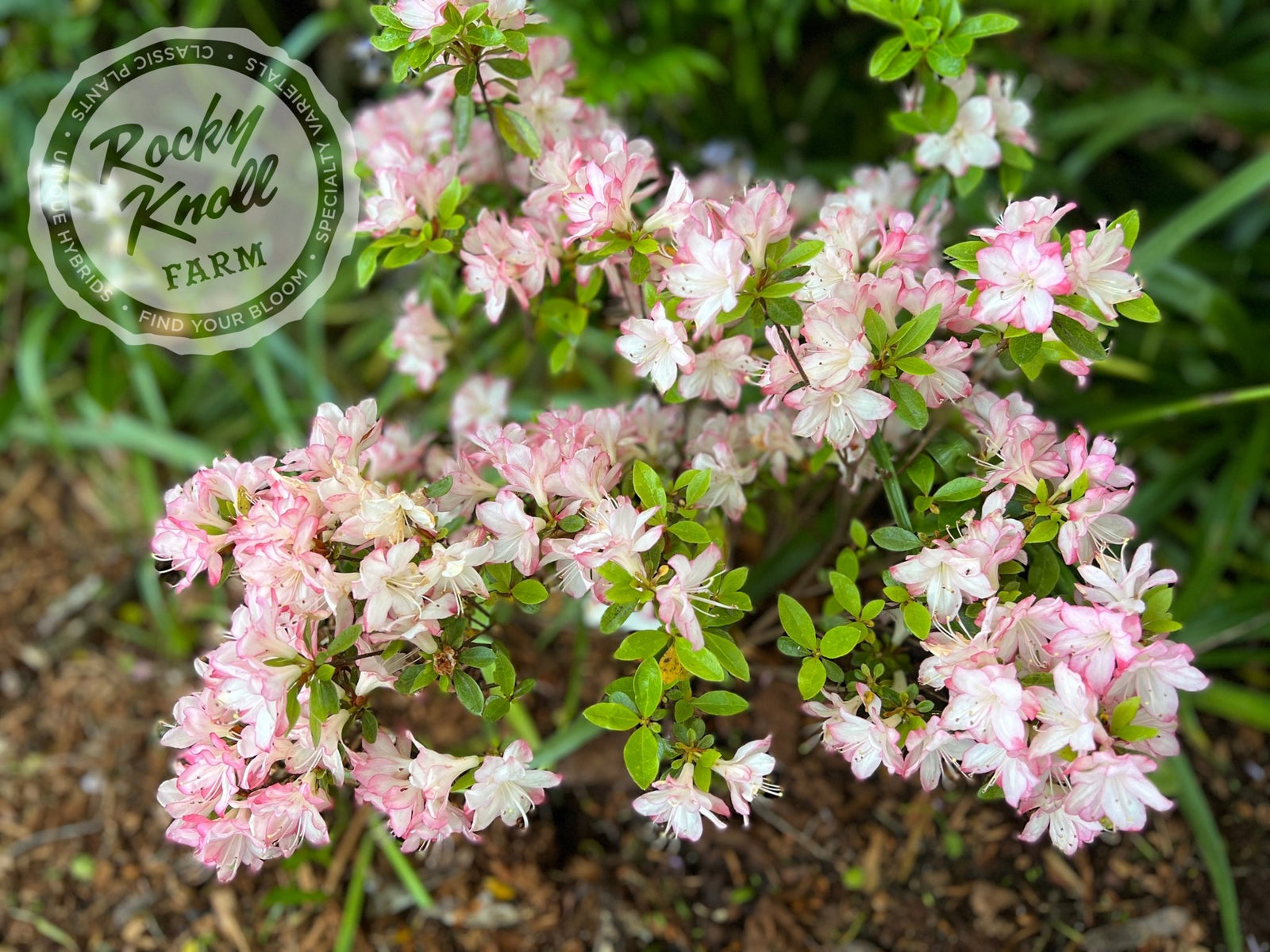 Peggy Ann - Rocky Knoll Farm
