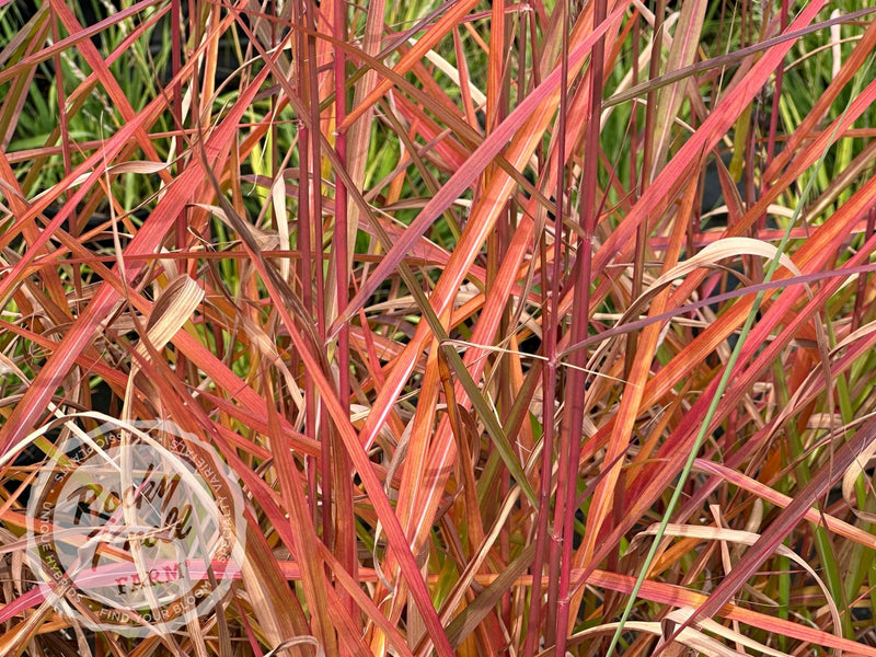 Miscanthus 'Purpurascens' Flame Grass plant from Rocky Knoll Farm