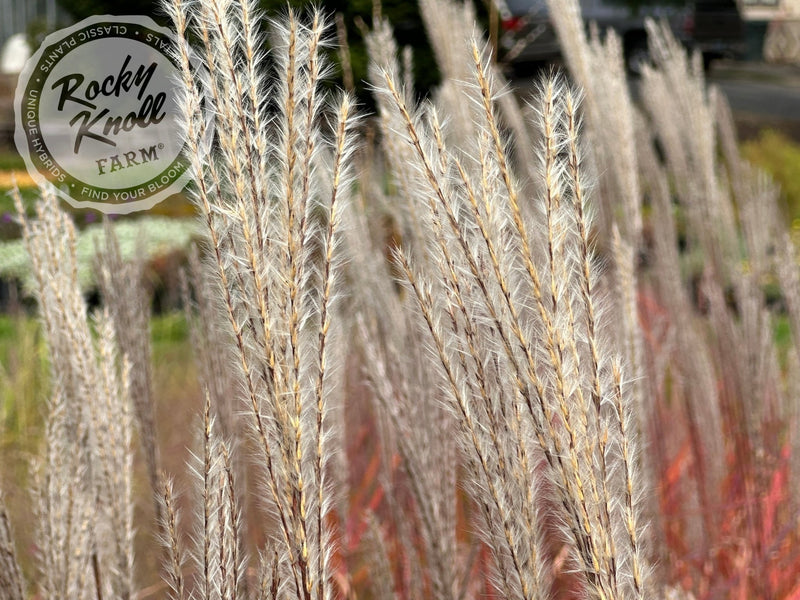 Miscanthus 'Purpurascens' Flame Grass plant from Rocky Knoll Farm