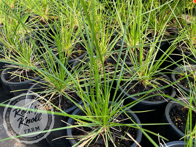 Sesleria autumnalis (Autumn Moor Grass) plant from Rocky Knoll Farm