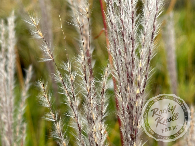 Miscanthus 'Purpurascens' Flame Grass plant from Rocky Knoll Farm