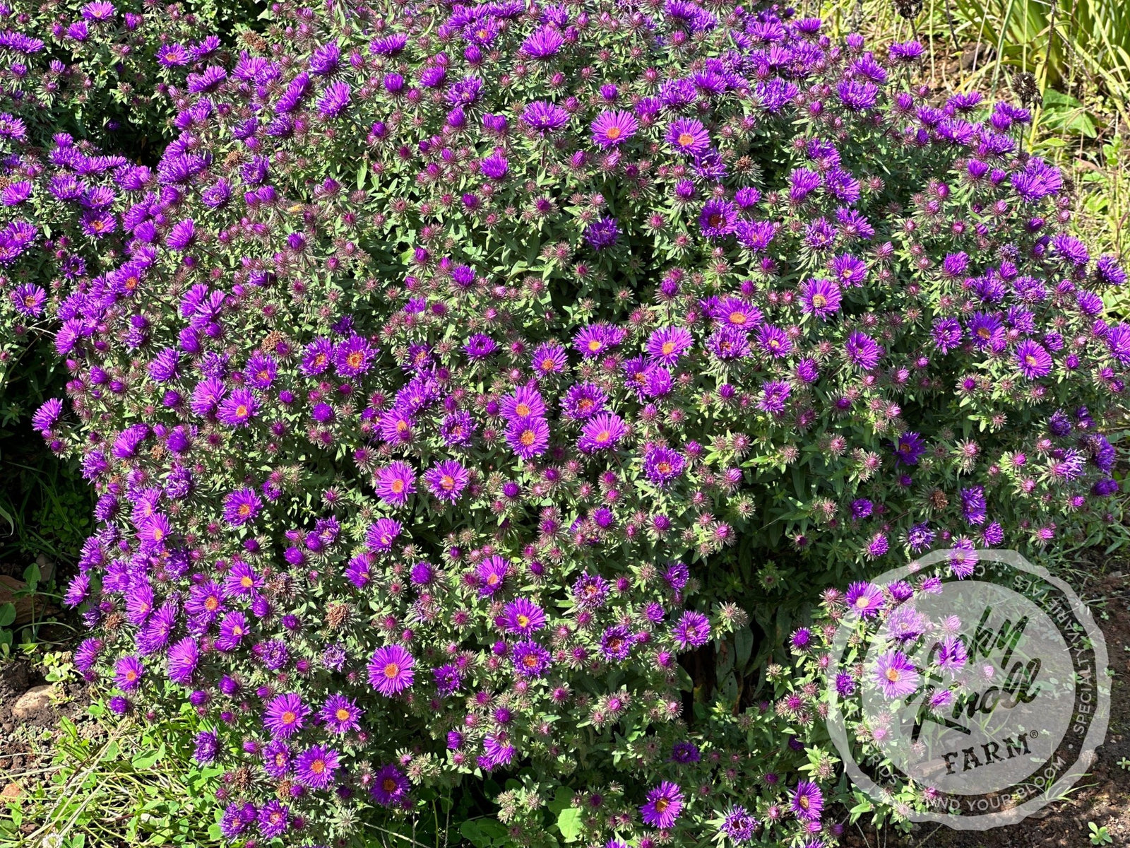 Grape Crush New England Aster - Rocky Knoll Farm