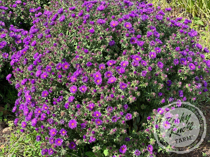 Grape Crush New England Aster plant from Rocky Knoll Farm